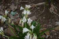 IMG_0051_bearbeitet.jpg image