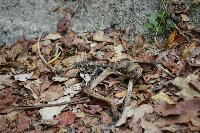 IMG_0067_bearbeitet.jpg image