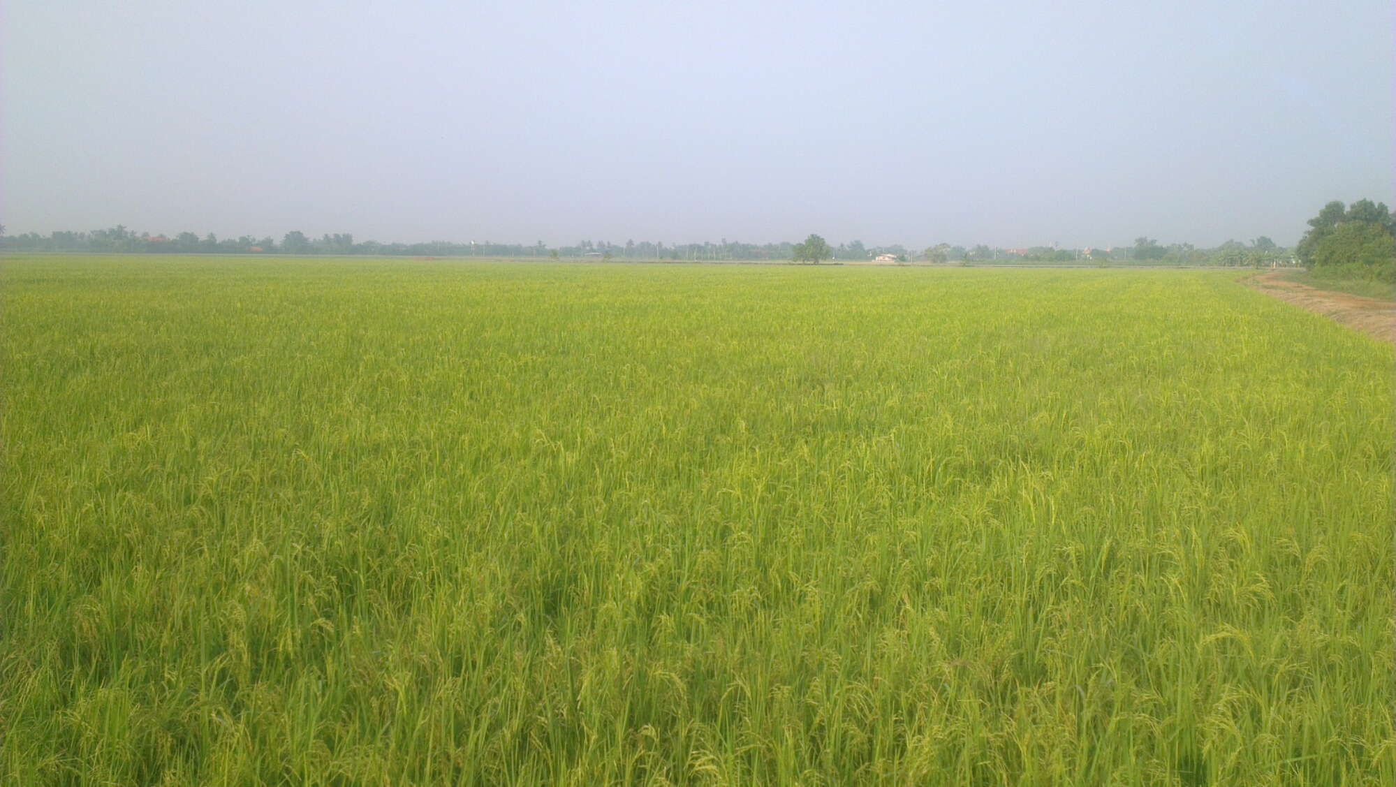 IMAG0737.jpg image