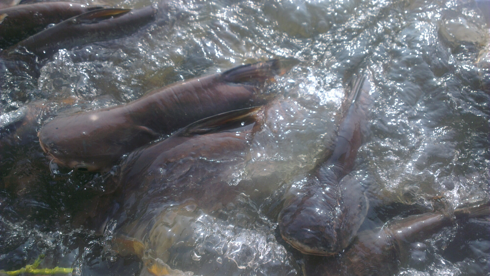 IMAG0747.jpg image
